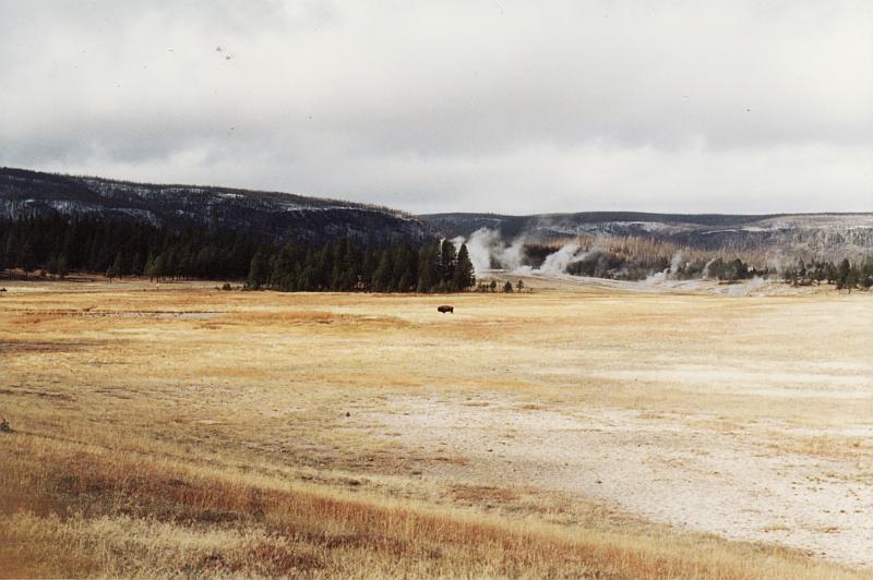 Lone Buffalo in a field